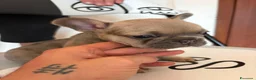 Bulldog Francese cani in vendita: Bulldog Francesi Blue - Annuncio 8
