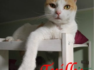 Europeo gatti TRILLY , dolcissima micia in adozione! - Annuncio 11