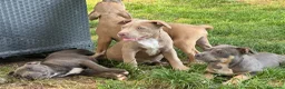 Pitbull cani in vendita: Pit Bull con pedigree, paghi anche a rate  - Annuncio 12