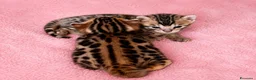 Bengala gatti in vendita: gatto bengala  - Annuncio 2
