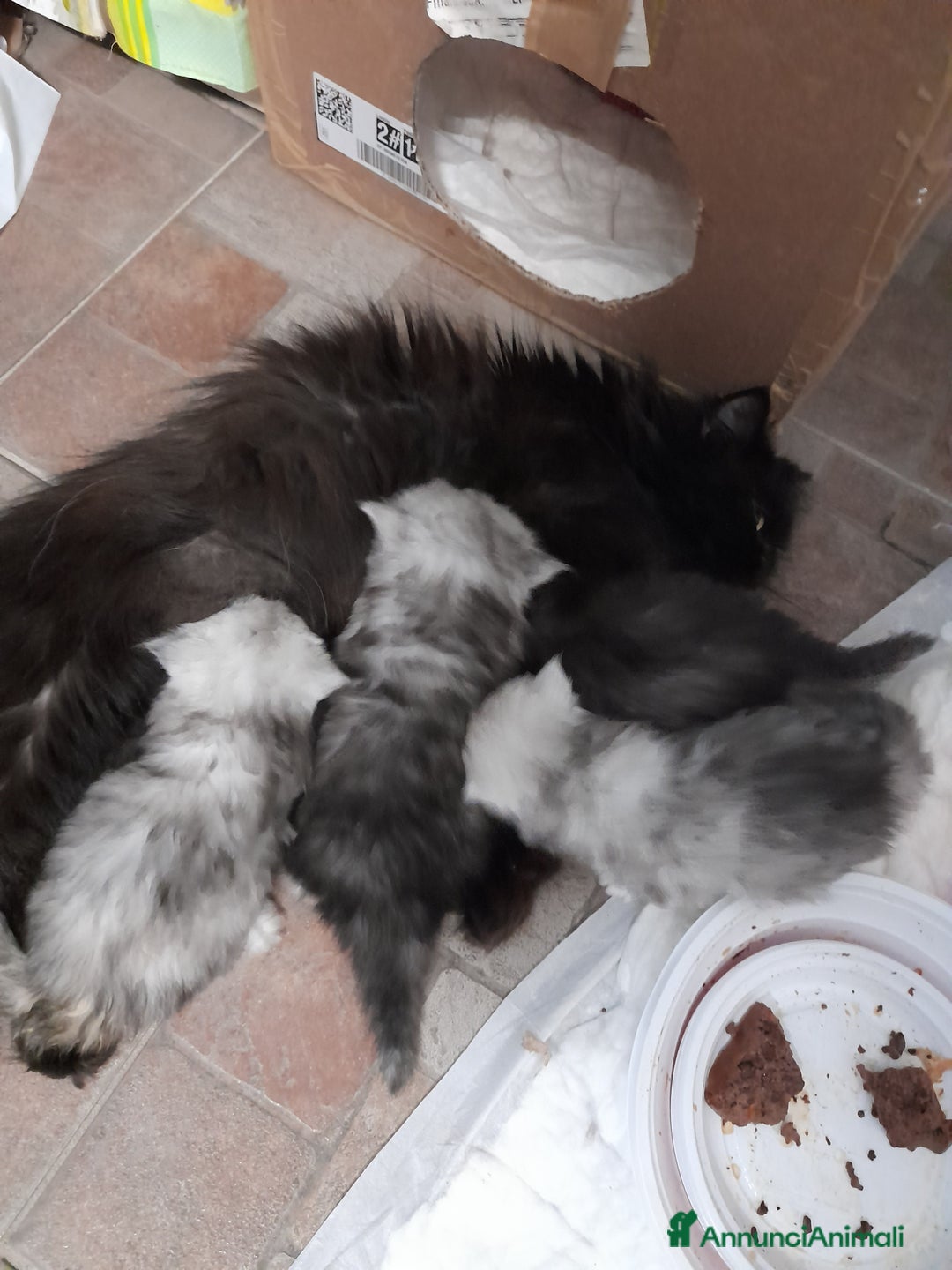 Persiano gatti in vendita: Gattino persiano  a Provincia di Lecce - Immagine 5