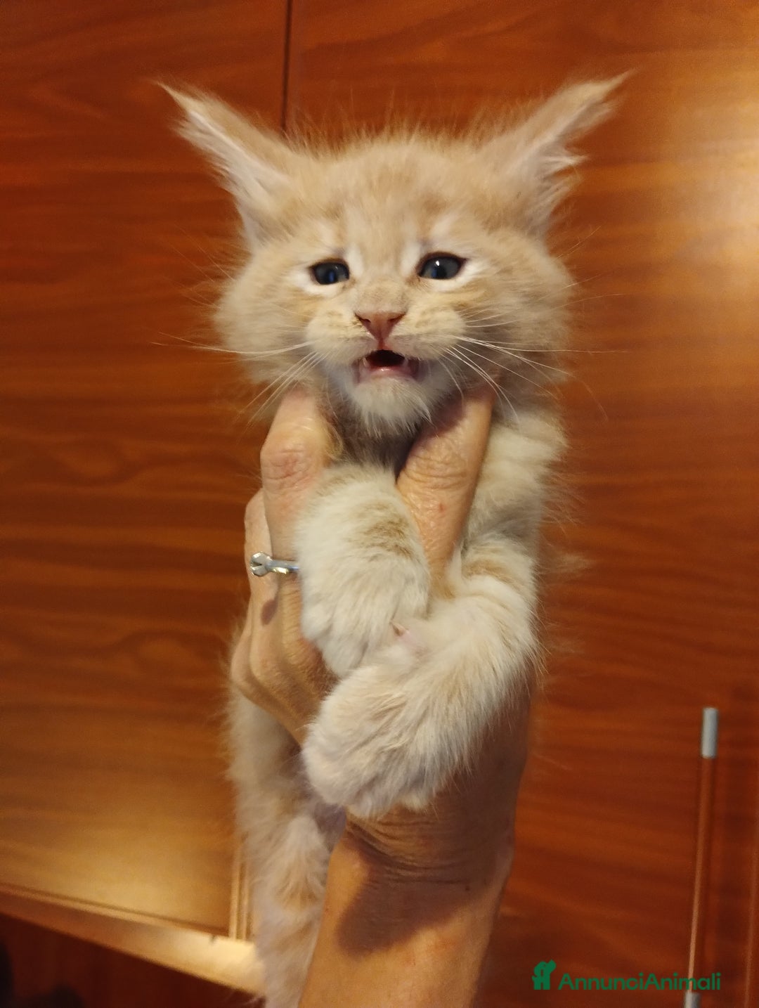 Maine Coon gatti in vendita: Maine coon cucciolo crema  - Annuncio 8