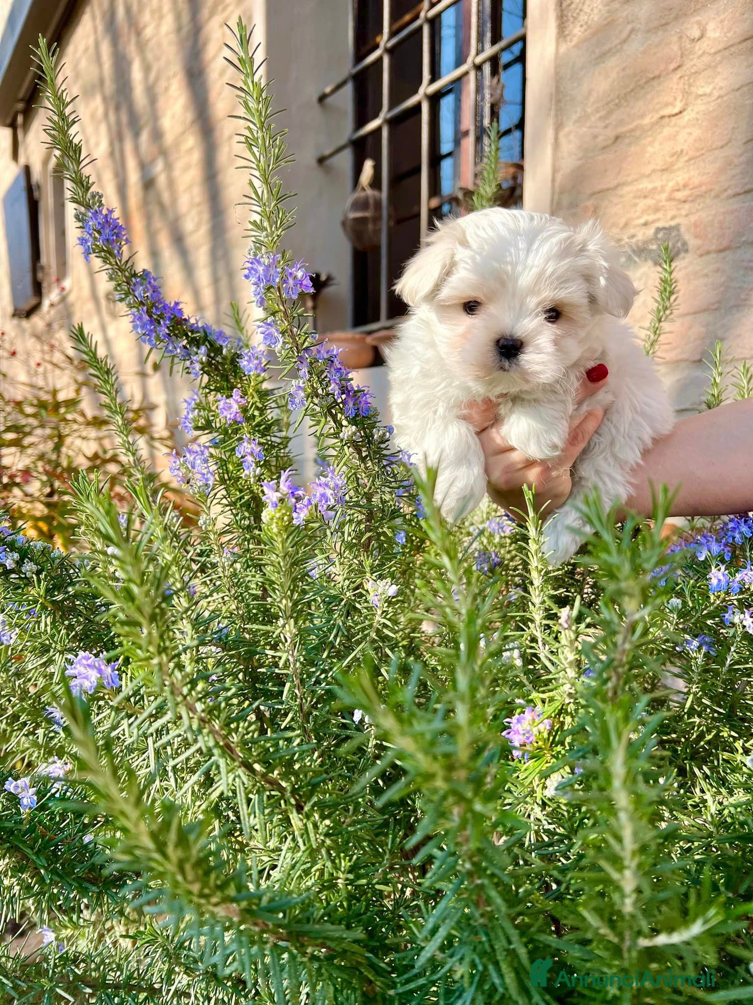 Maltese cani Maltesi cuccioli con pedigree ENCI a Provincia di Verona - Annuncio 18