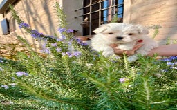 Maltese cani in vendita: Maltesi cuccioli con pedigree ENCI a Provincia di Verona - Immagine 1
