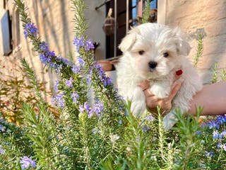 Maltese cani Maltesi cuccioli con pedigree ENCI a Provincia di Verona - Annuncio 8