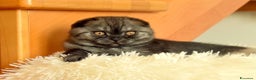 Scottish gatti in vendita: Scottish fold e straight - Annuncio 18