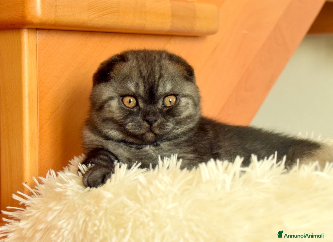 Scottish gatti in vendita: Scottish fold e straight - Annuncio 18
