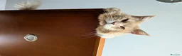 Maine Coon gatti per accoppiamento: Maine Coon per monta - Annuncio 4