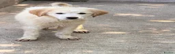 Meticcio cani in regalo: Bubi maschio a Città Metropolitana di Torino - Annuncio 2