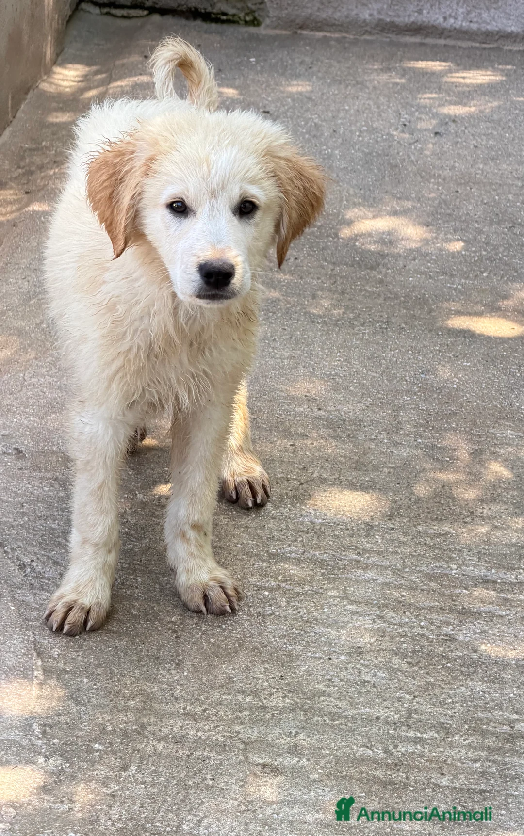 Meticcio cani in regalo: Bubi maschio a Città Metropolitana di Torino - Annuncio 2