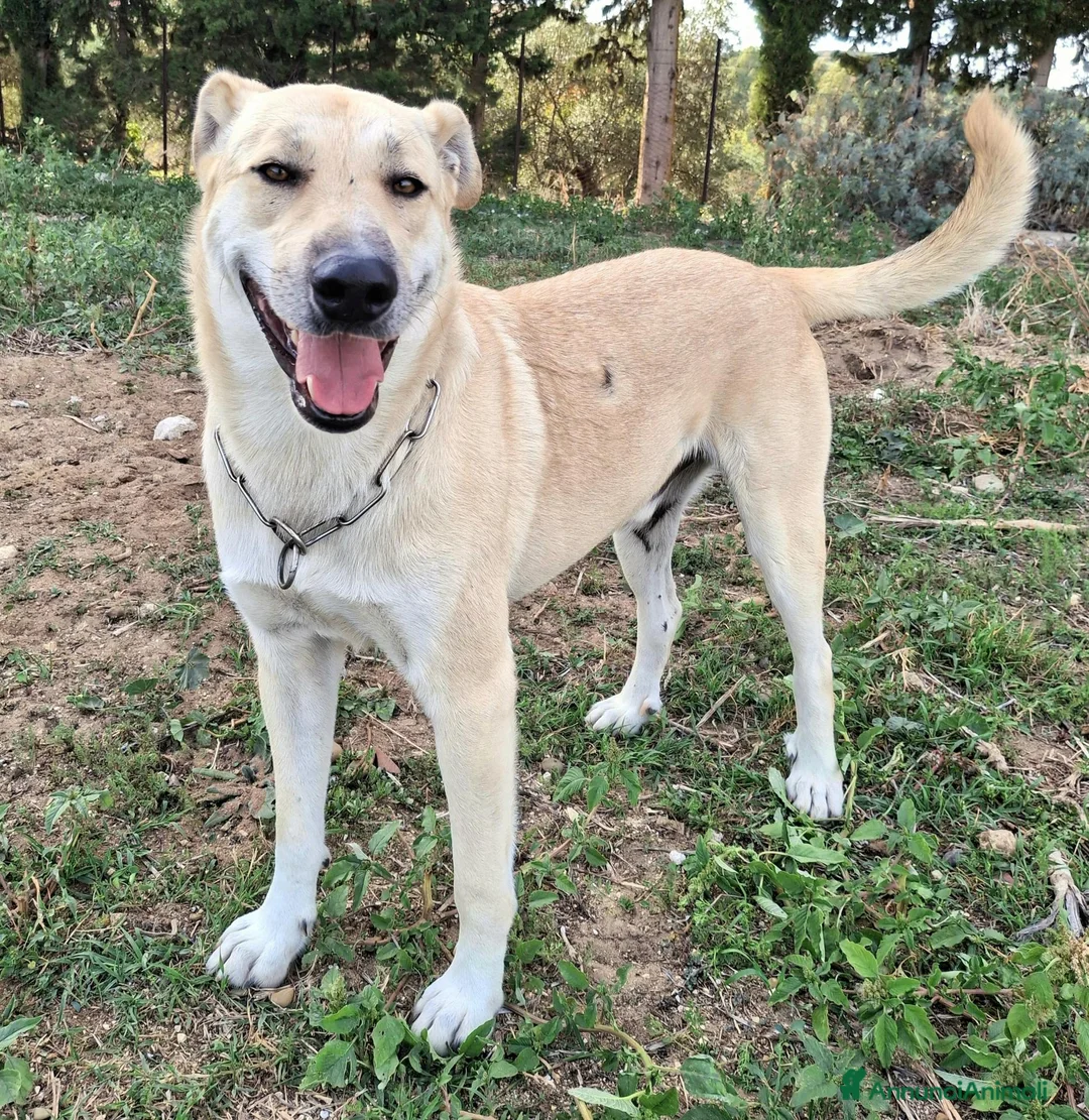Meticcio cani in regalo: Eddy 3 anni Taglia grande  a Città metropolitana di Palermo - Annuncio 7