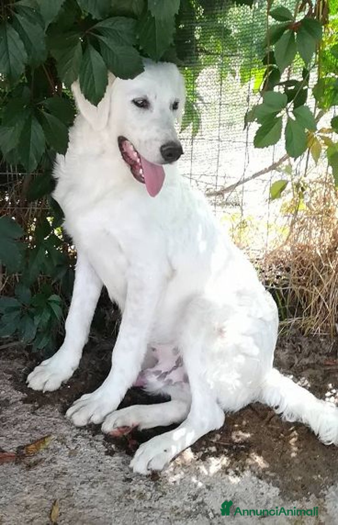 Meticcio cani in regalo: MUFFIN allegro e speranzoso - Annuncio 4