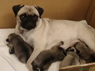 Carlino cani Cuccioli di carlino - Annuncio 2