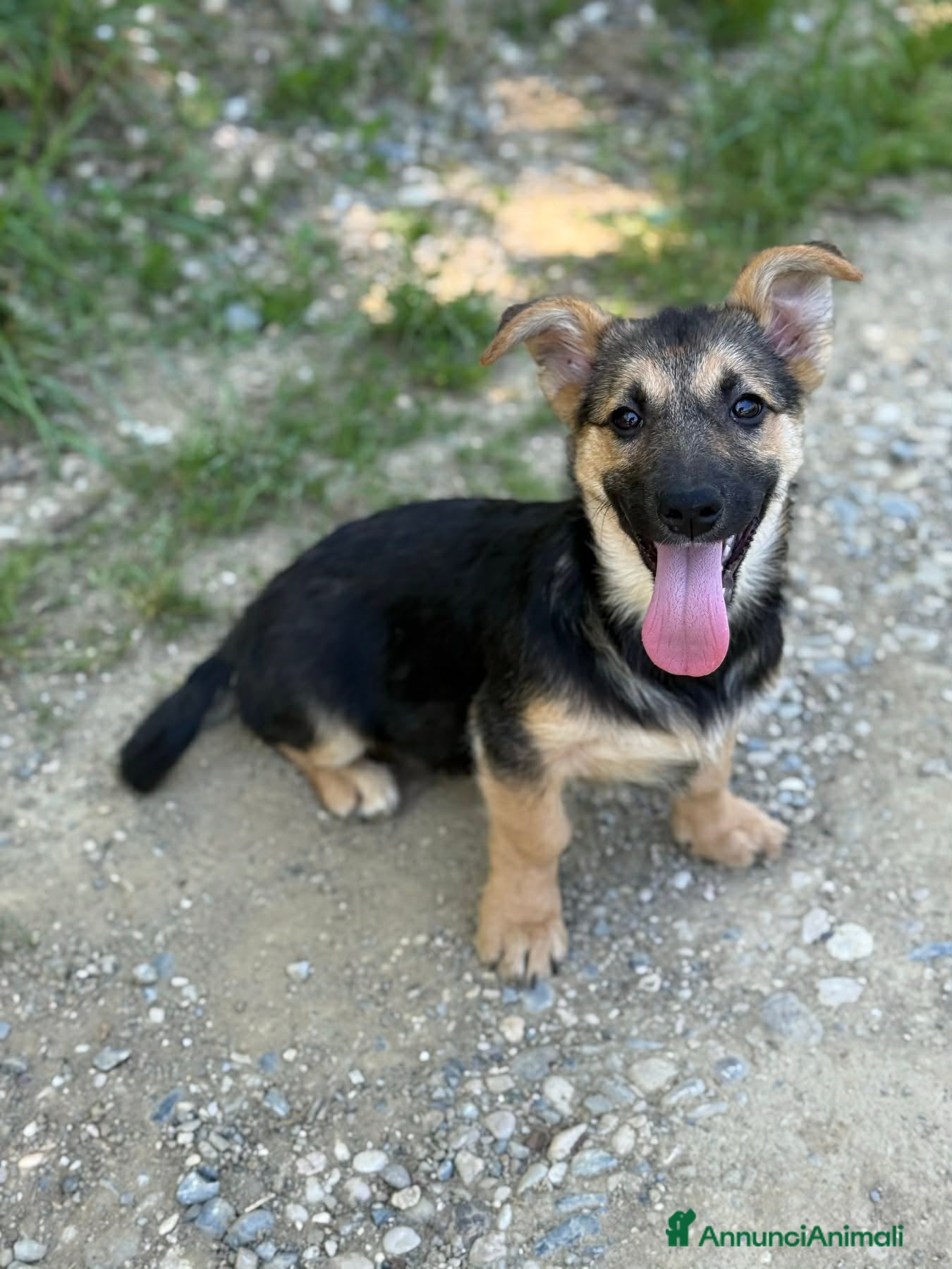 Meticcio cani in regalo: VIKY, buffa cucciola ZAMPACORTA! TG MEDIO PICCOLA - Annuncio 4