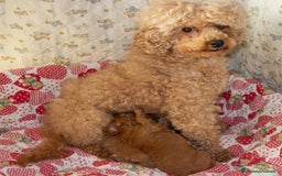 Barboncino cani in vendita: Cuccioli Barbone Nano nati il 23/01/2025 a Provincia di Sondrio - Immagine 4