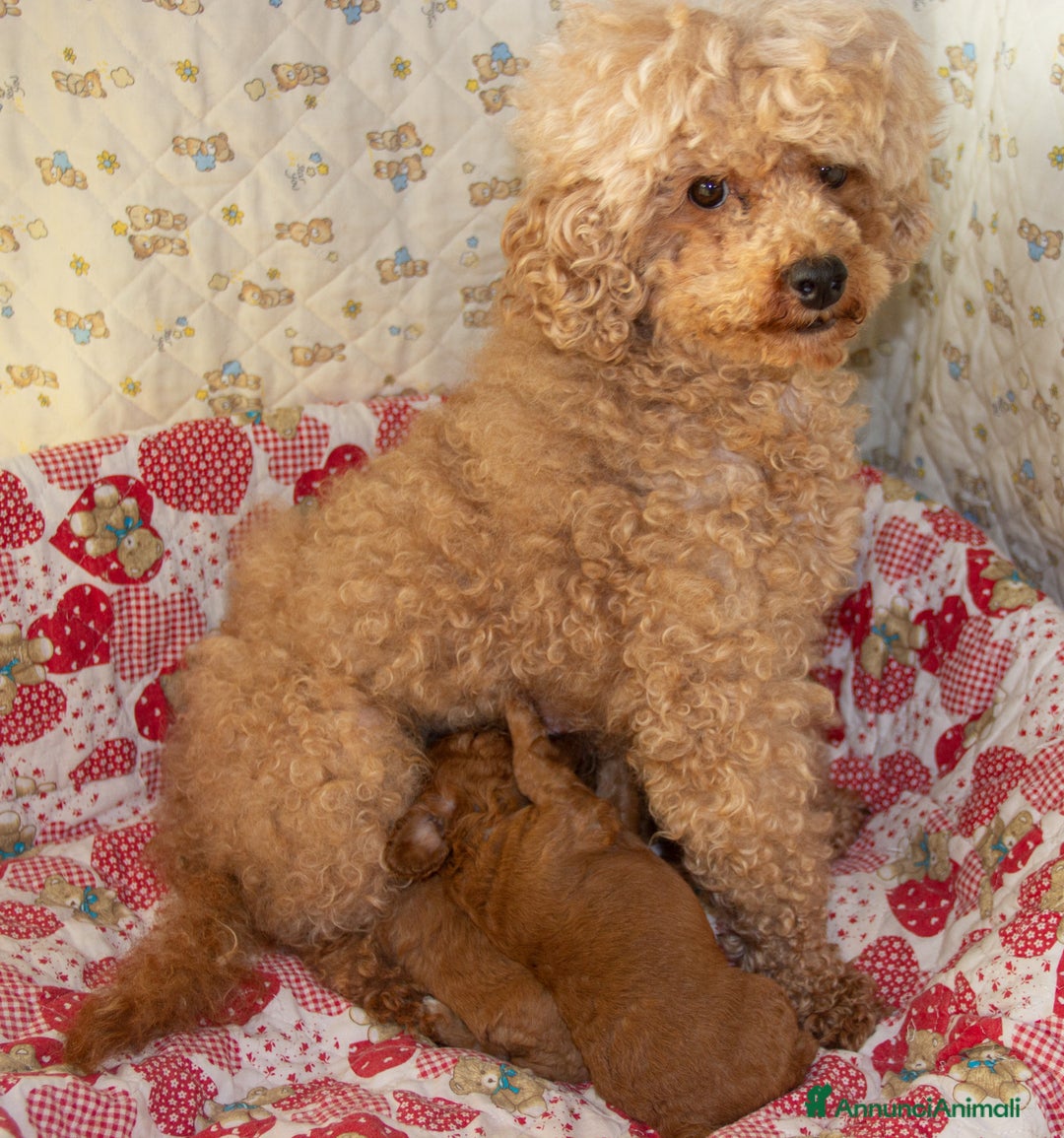 Barboncino cani in vendita: Cuccioli Barbone Nano nati il 23/01/2025 a Provincia di Sondrio - Immagine 4