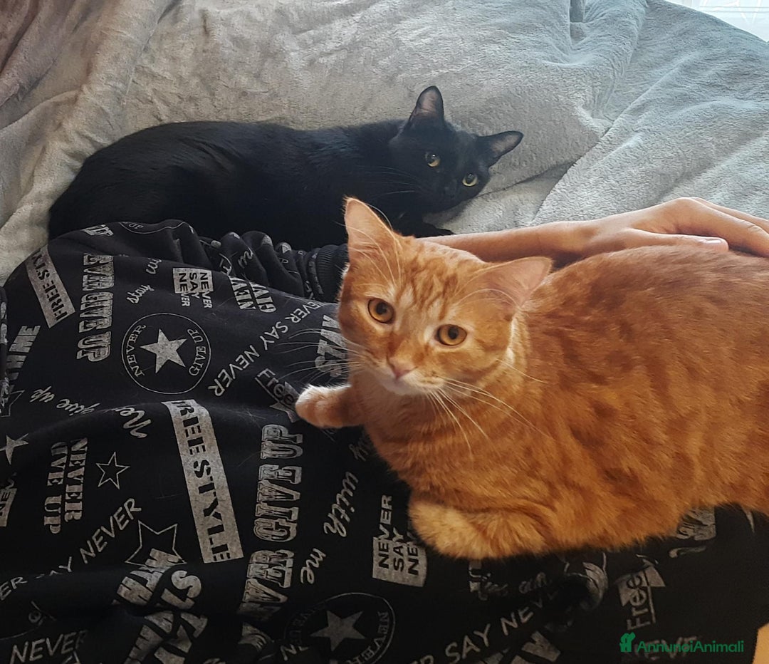 Altre razze gatti in regalo: Adozione del cuore due mici di tre anni - Annuncio 4