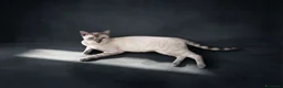 Bengala gatti in vendita: Bengala Snow Leopard Seal Lynx Point  - Annuncio 5