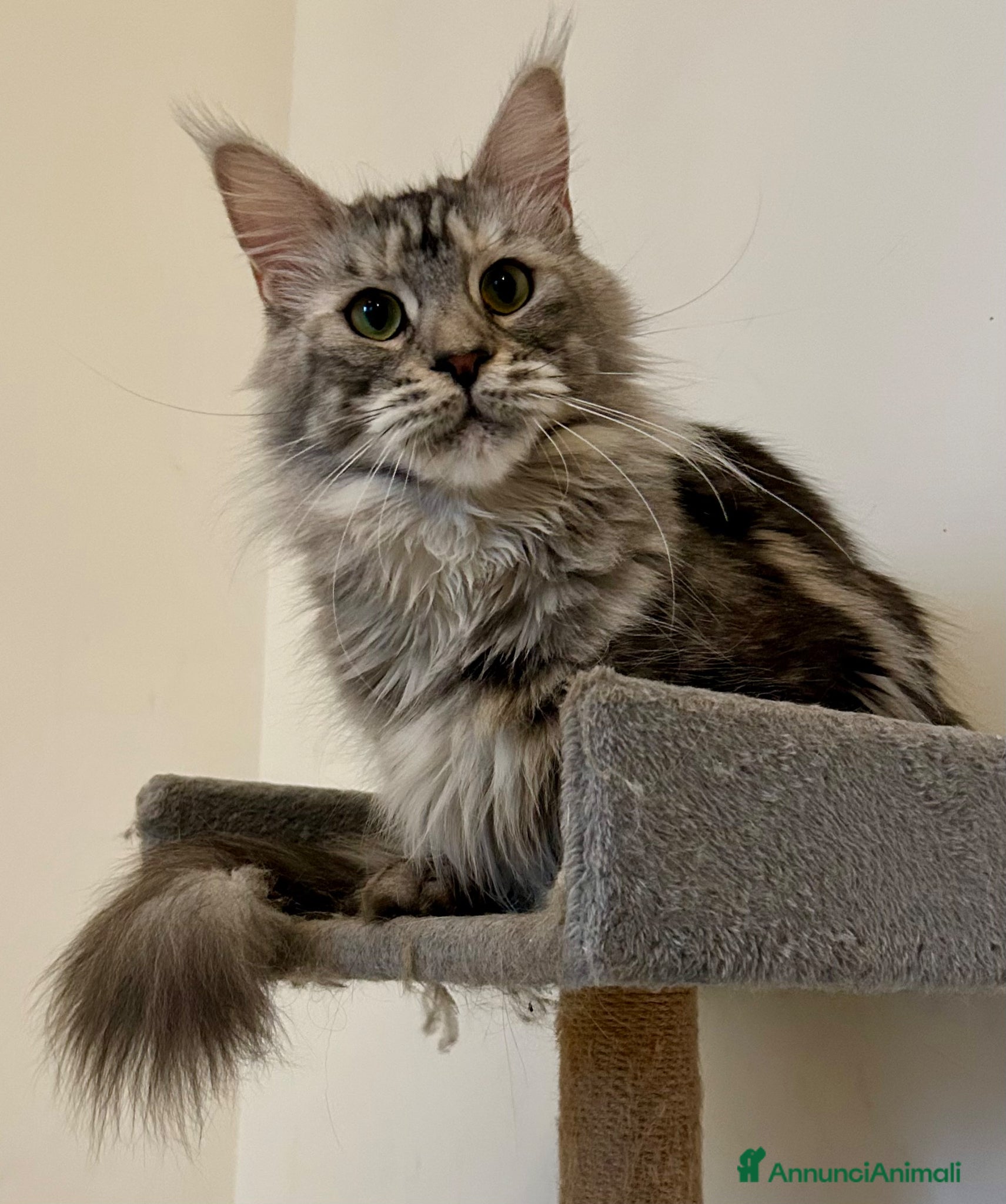 Maine Coon gatti Maine Coon con pedigree  - Annuncio 1