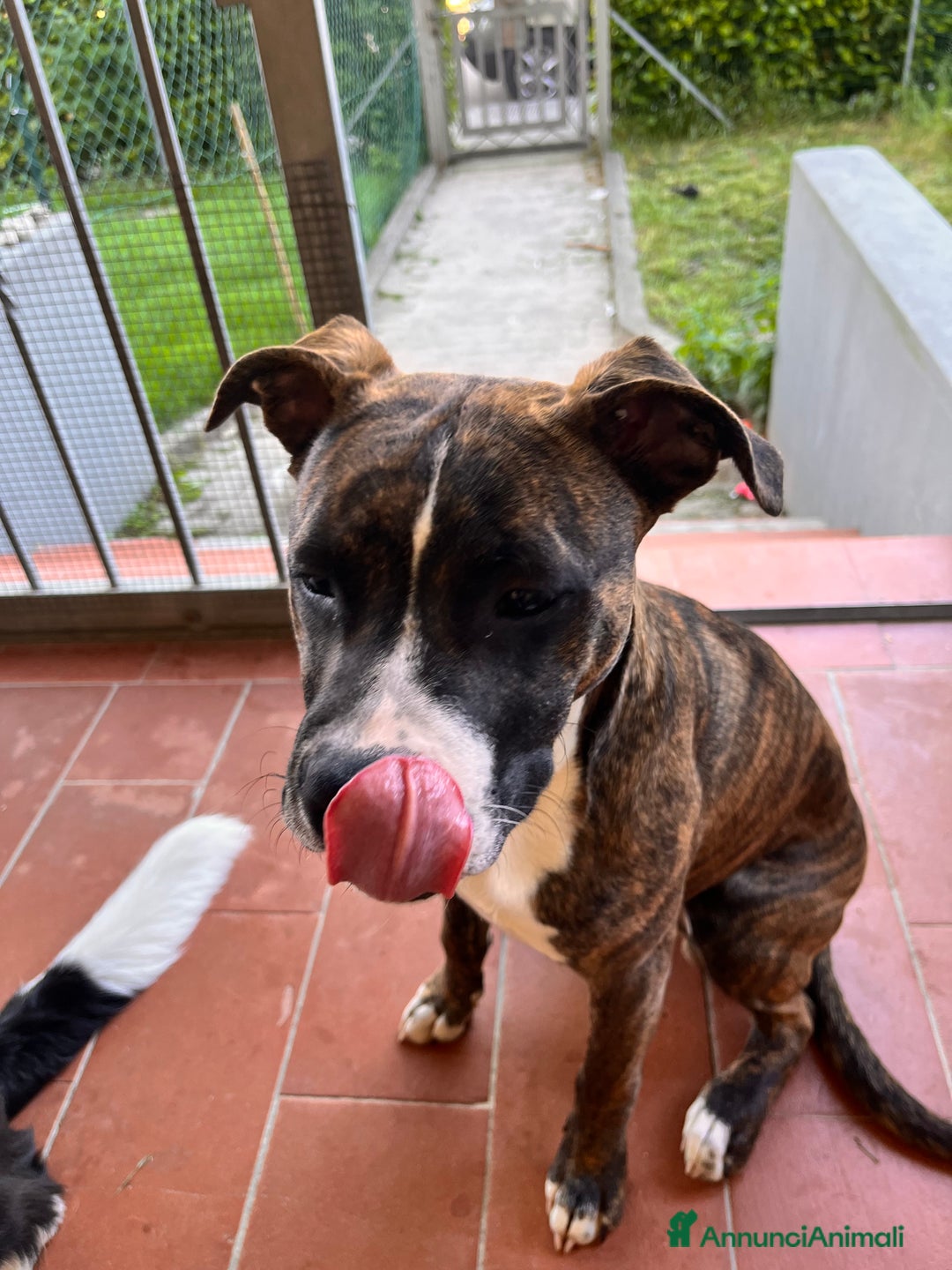 American Staffordshire cani in regalo: Regalo cucciolo - Annuncio 4