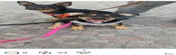 Meticcio cani in regalo: Taffy - Annuncio 4