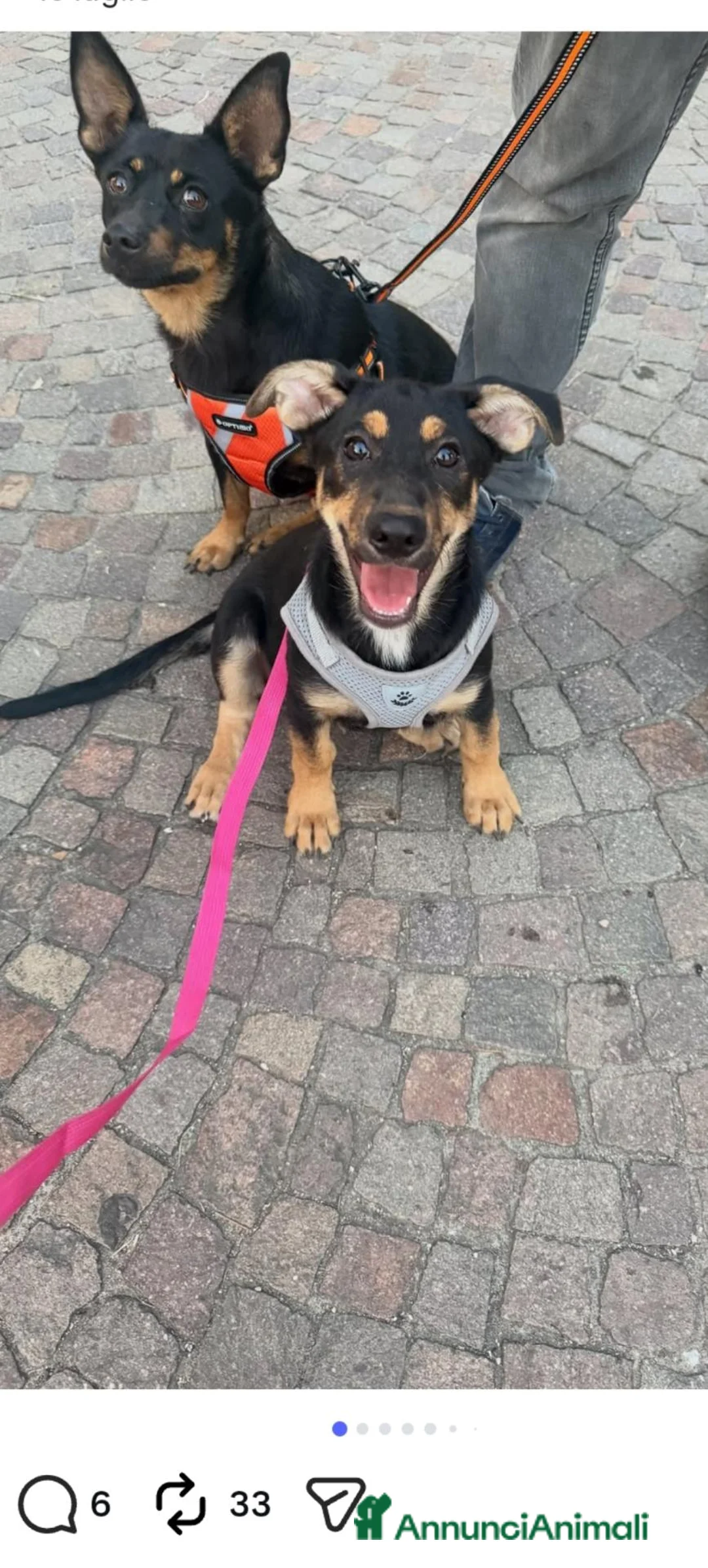 Meticcio cani in regalo: Taffy - Annuncio 4