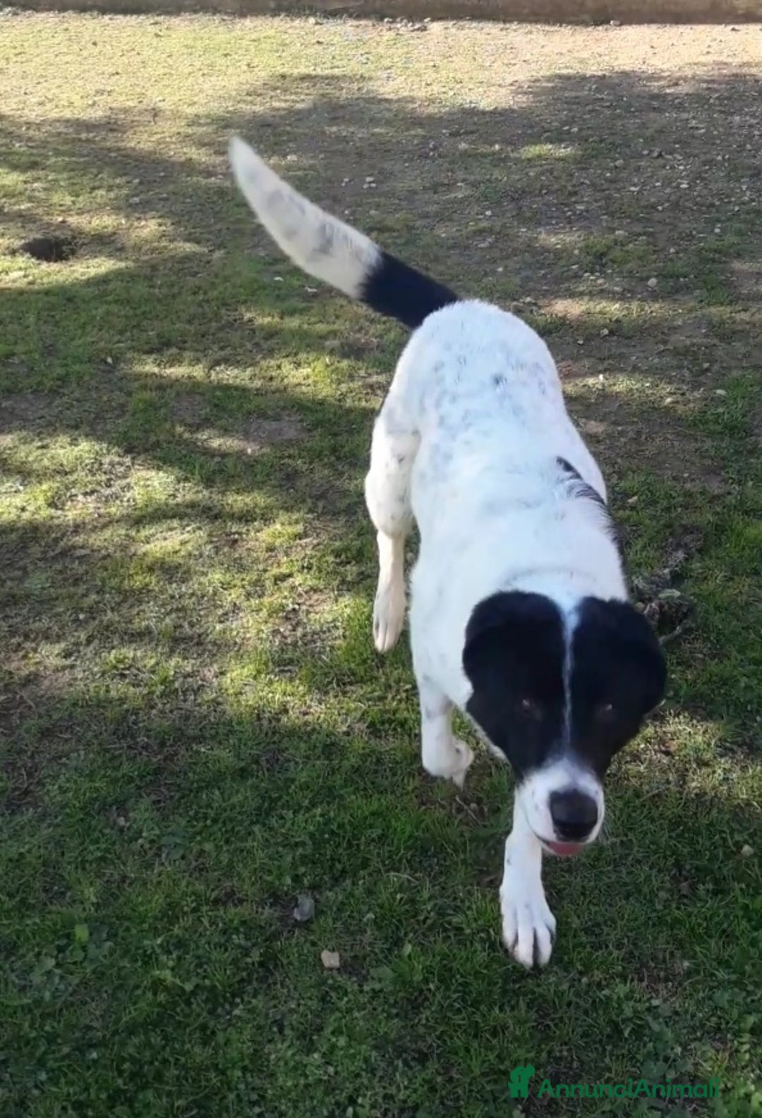 Meticcio cani in regalo: Mask 6anni DA 5ANNI IN CANILE. PUGLIA SOS CASA a Città metropolitana di Milano - Annuncio 2