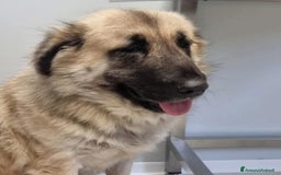 Meticcio cani in regalo: BARBARA 🩷 - meravigliosa cagnolina che sorride a Provincia della Spezia - Immagine 3