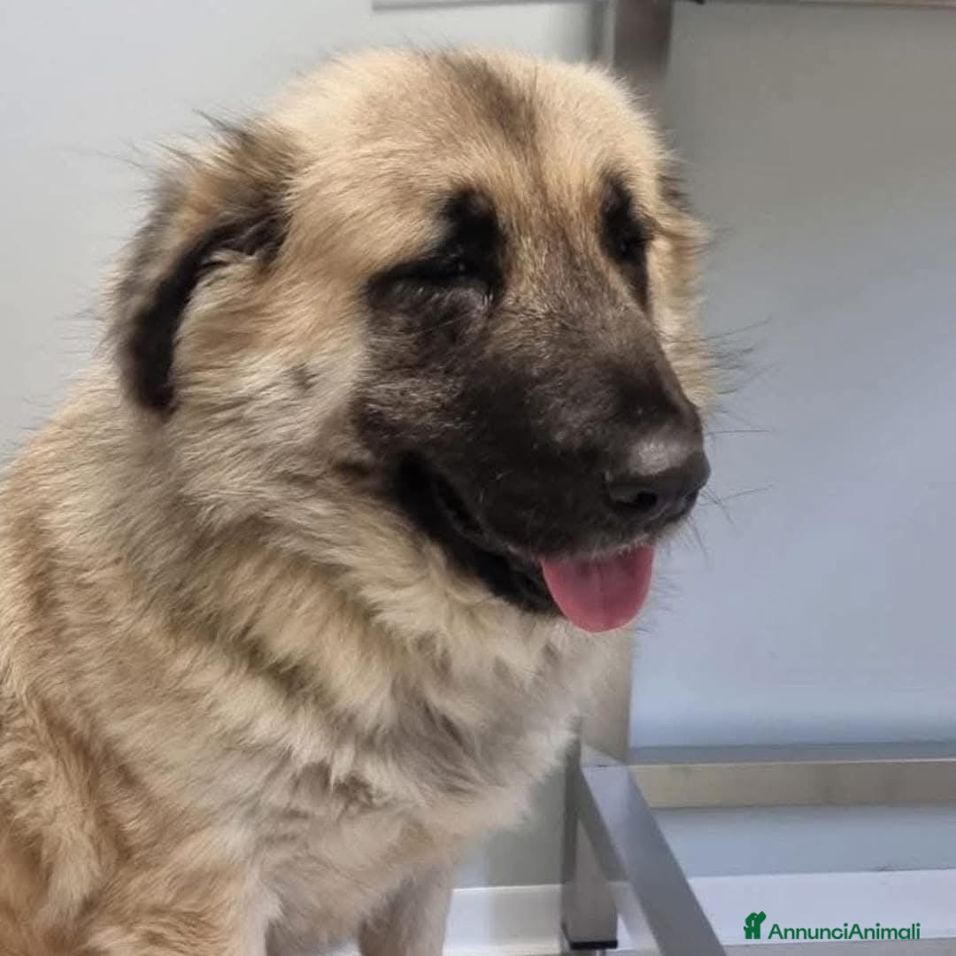 Meticcio cani in regalo: BARBARA 🩷 - meravigliosa cagnolina che sorride a Provincia della Spezia - Immagine 3