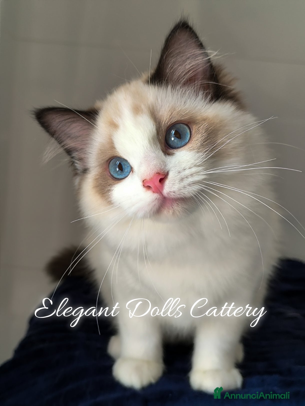 Ragdoll gatti in vendita: Cucciola di Ragdoll disponibile - Roma  - Annuncio 1