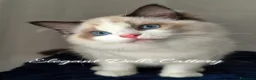 Ragdoll gatti in vendita: Cucciola di Ragdoll disponibile - Roma  a Città metropolitana di Roma Capitale - Annuncio 1