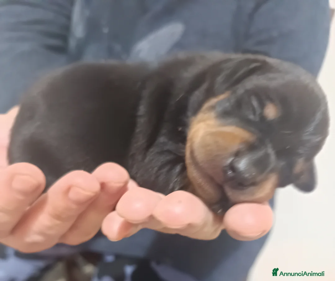 Pinscher Miniatura cani in vendita: Pinscher nano cuccioli genitori pedigree ENCI  - Annuncio 3