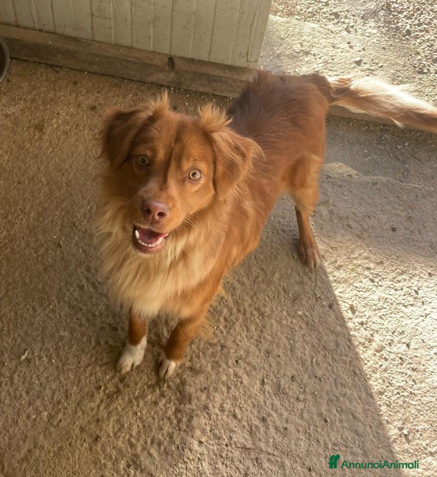 Meticcio cani LA PICCOLA E TENERA MEMOLE - Annuncio 1