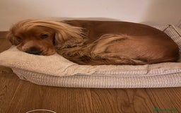 Cocker cani per accoppiamento: Cocker Spaniel maschio pronto per accoppiamento  - Annuncio 7