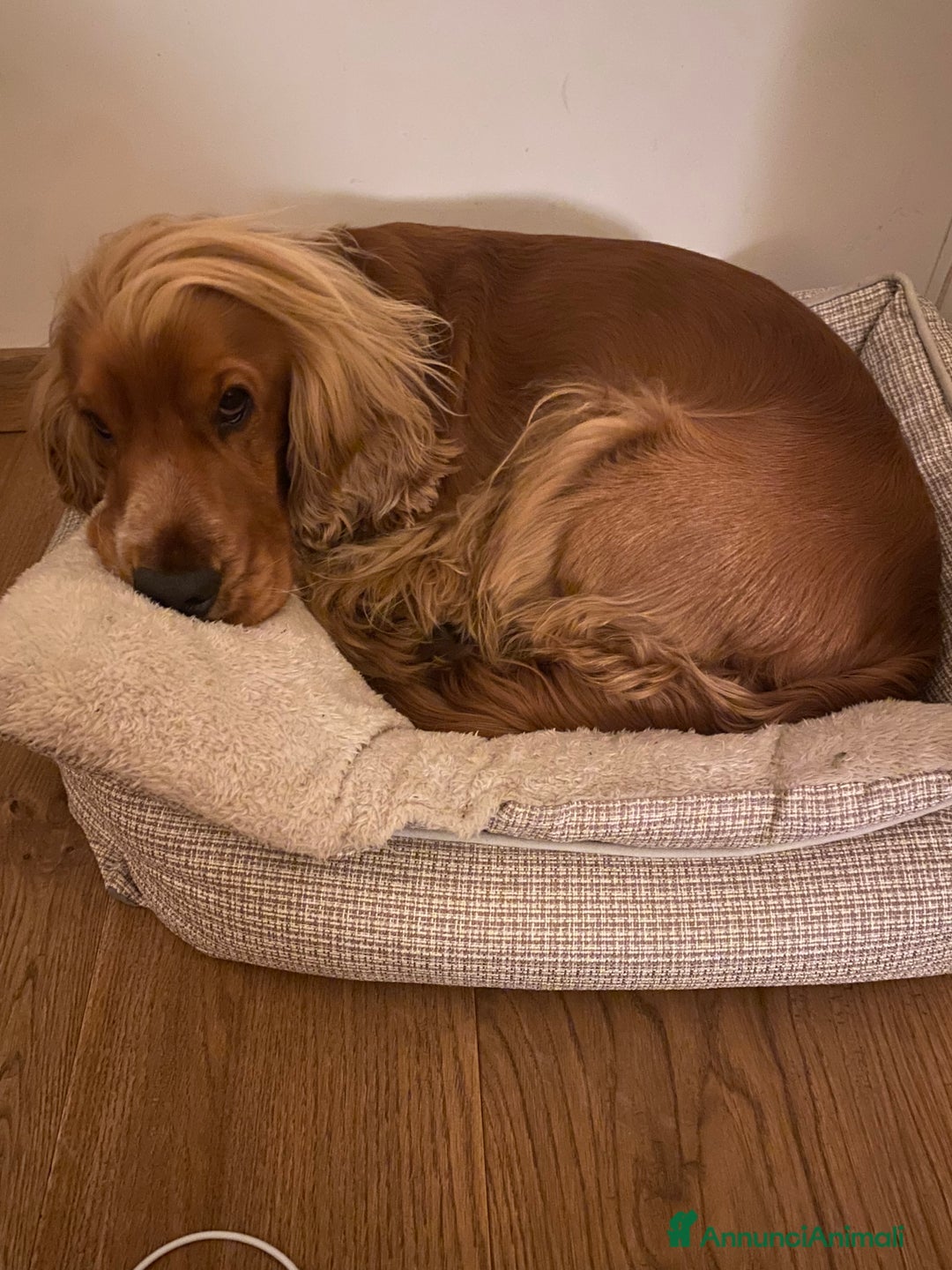 Cocker cani per accoppiamento: Cocker Spaniel maschio pronto per accoppiamento  - Annuncio 7