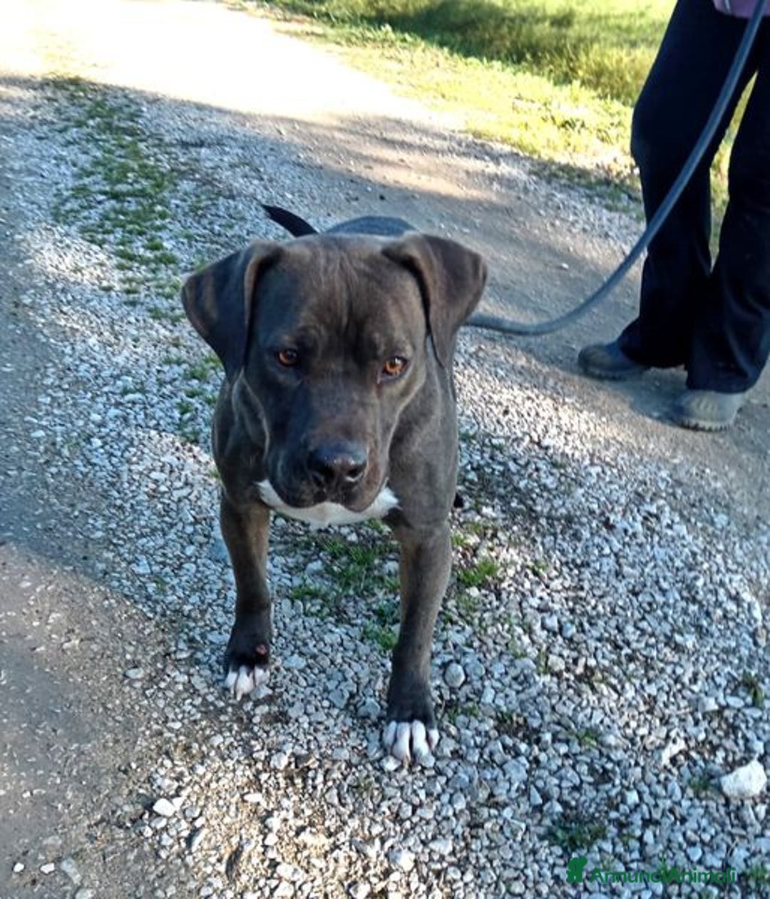 Pitbull cani in regalo: SIMONE, PIT BULL COLOR GRIGIO  a Provincia di Latina - Immagine 5