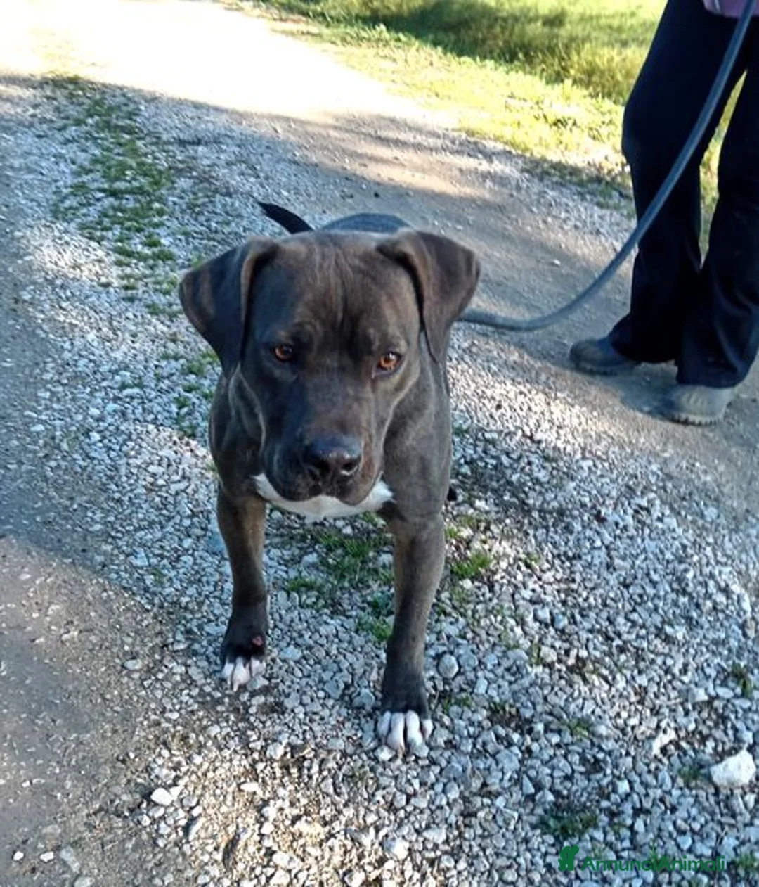 Pitbull cani in regalo: SIMONE, PIT BULL COLOR GRIGIO  a Provincia di Latina - Annuncio 5