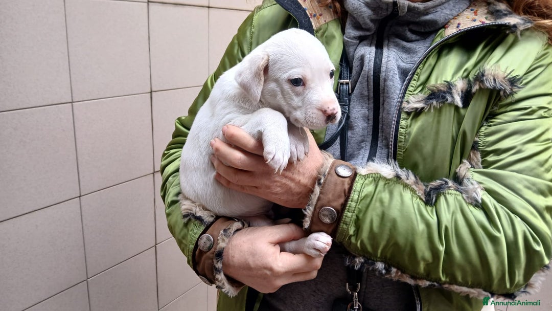 Meticcio cani in regalo: DEA INC LABRADOR STA CERCANDO UNA CASA E AMORE - Annuncio 3