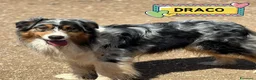 Australian Shepherd cani in regalo: Draco - australian shepherd  blu merle in adozione - Annuncio 1