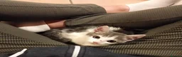 Altre razze gatti in regalo: Piccolo micetto di quasi due mesi cerca casa - Annuncio 3