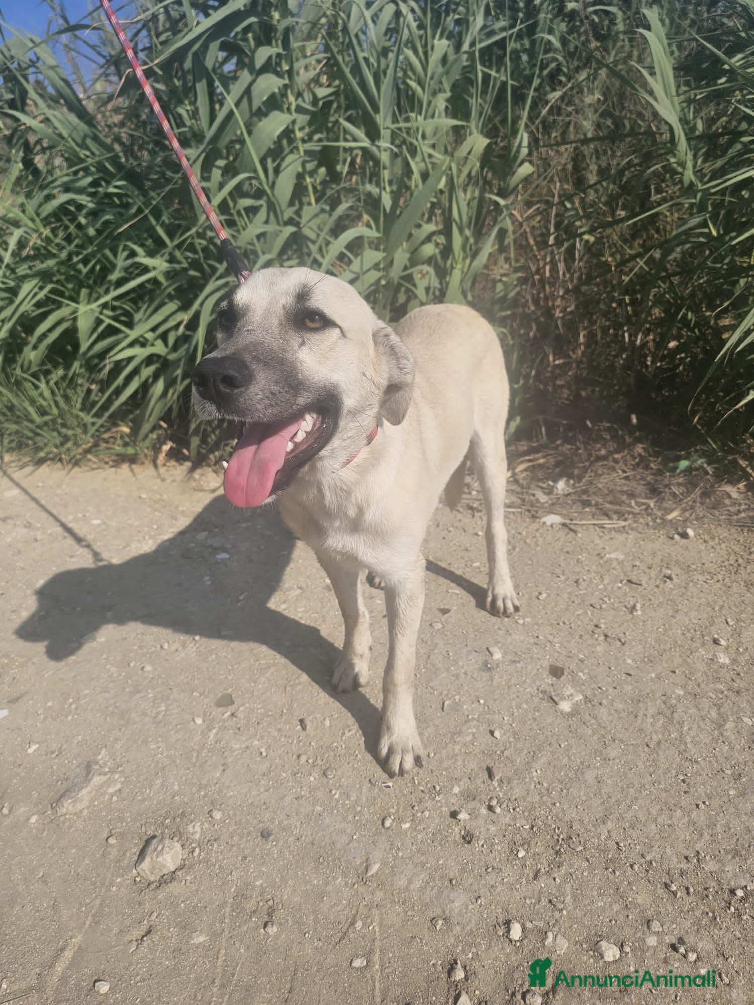 Altre razze cani diva  - Annuncio 35