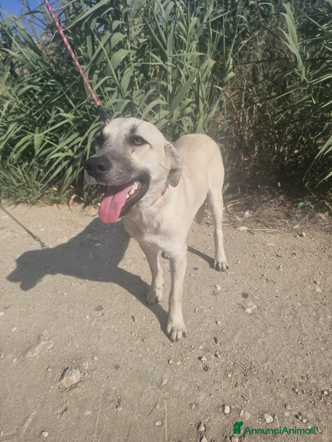 Altre razze cani in regalo: diva  - Annuncio 1