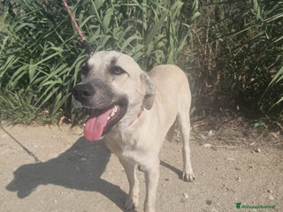 Altre razze cani diva - Annuncio 36