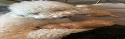 Meticcio cani in vendita: Barboncino nano/medio  - Annuncio 4