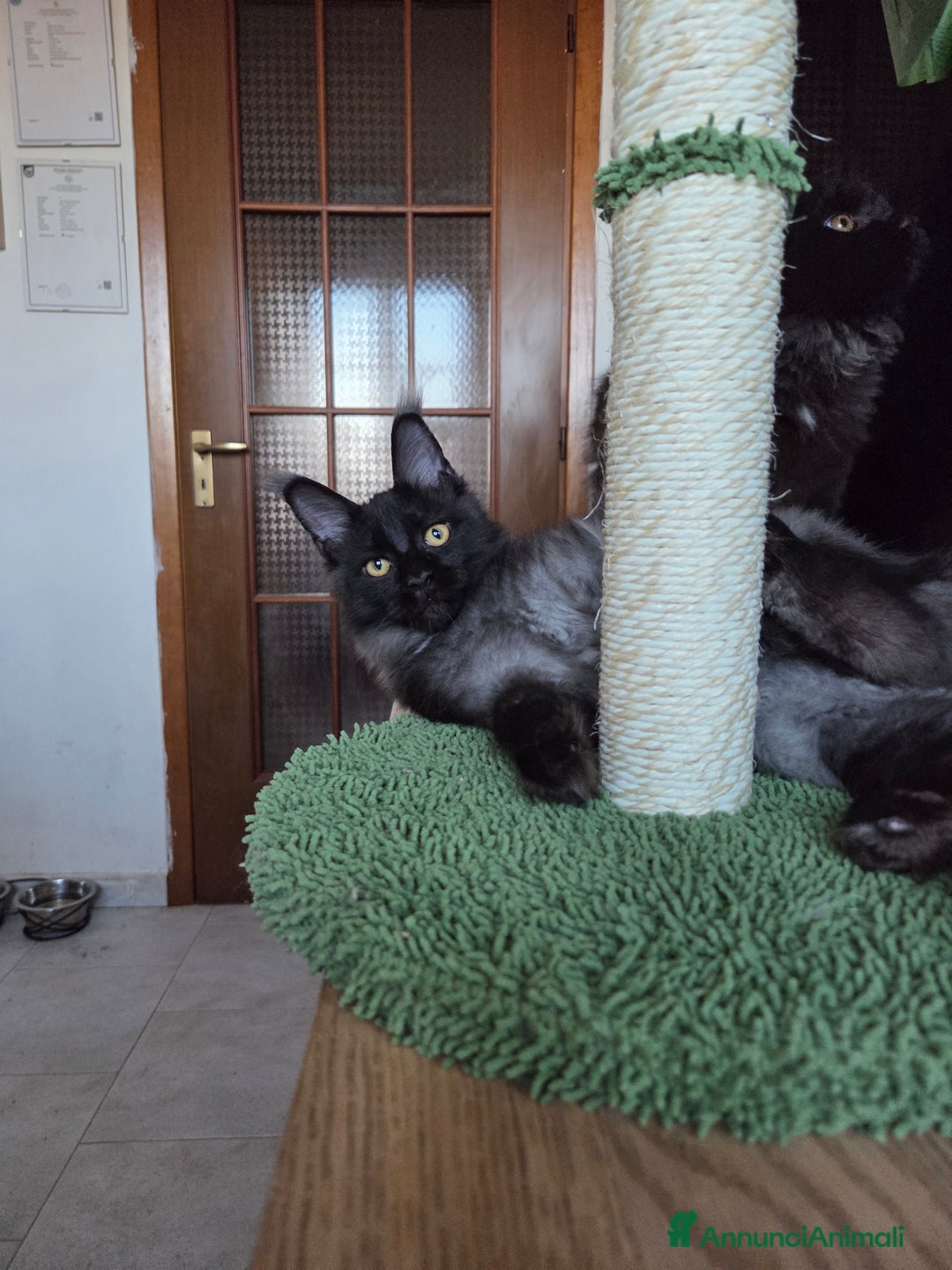 Maine Coon gatti in vendita: Maine Coon - 2 maschie e 1 femmina - Annuncio 11