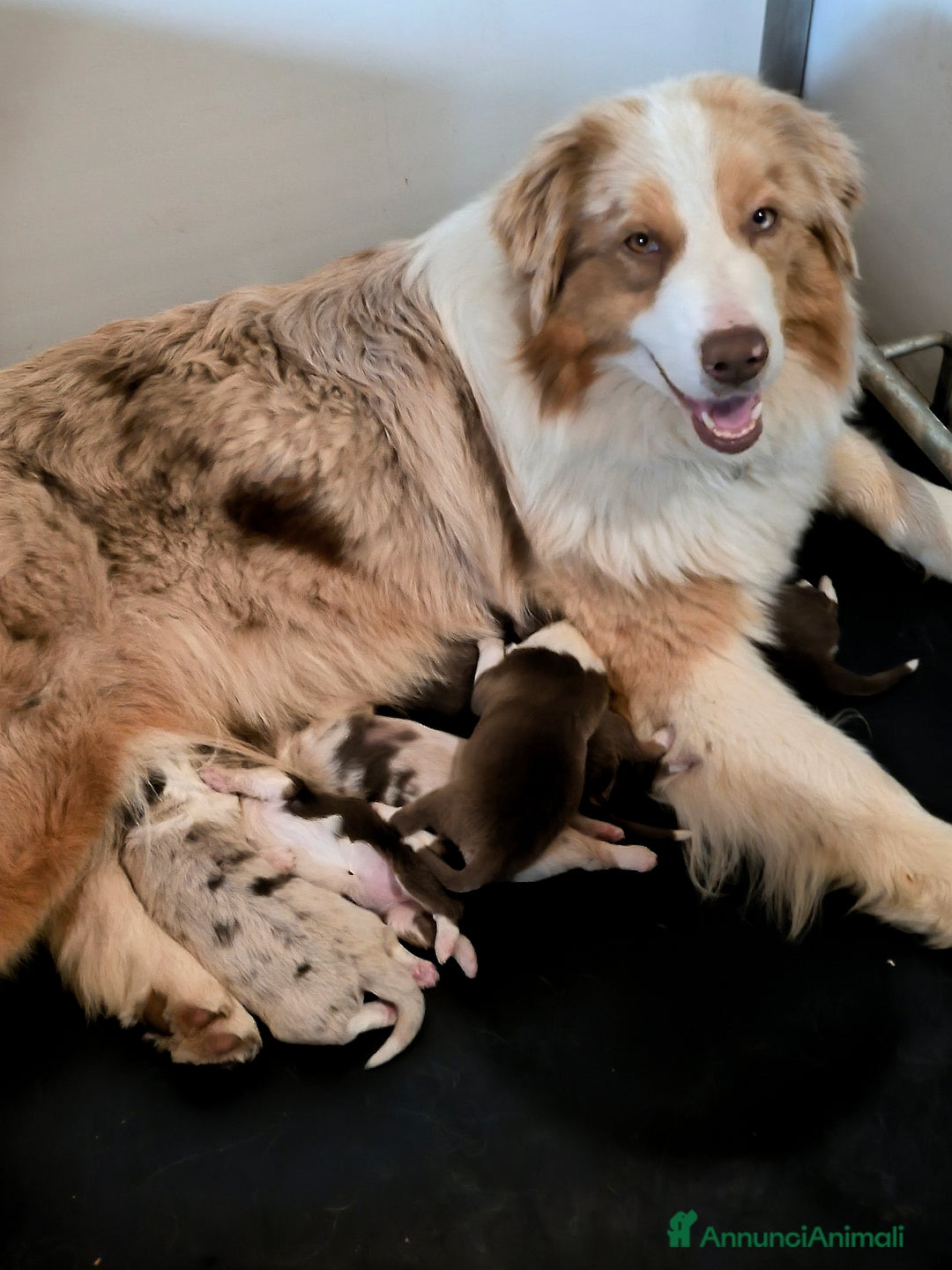 Australian Shepherd cani in vendita: MERAVIGLIOSI CUCCIOLI DI AUSTRALIAN SHEPHERD - Annuncio 3