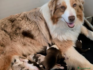 Australian Shepherd cani MERAVIGLIOSI CUCCIOLI DI AUSTRALIAN SHEPHERD - Annuncio 1