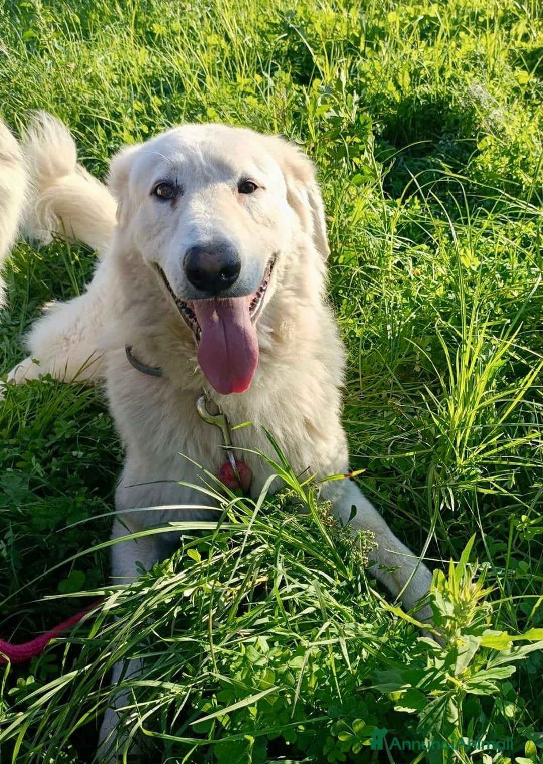 Pastore Maremmano cani in regalo: Tony dolce Angelo di 4 anni sogna la libertà  - Annuncio 1