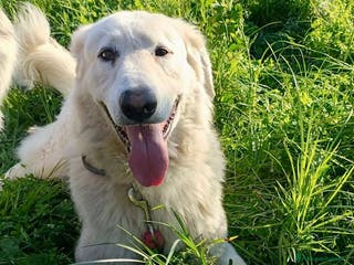 Pastore Maremmano cani Tony dolce Angelo di 4 anni sogna la libertà - Annuncio 6