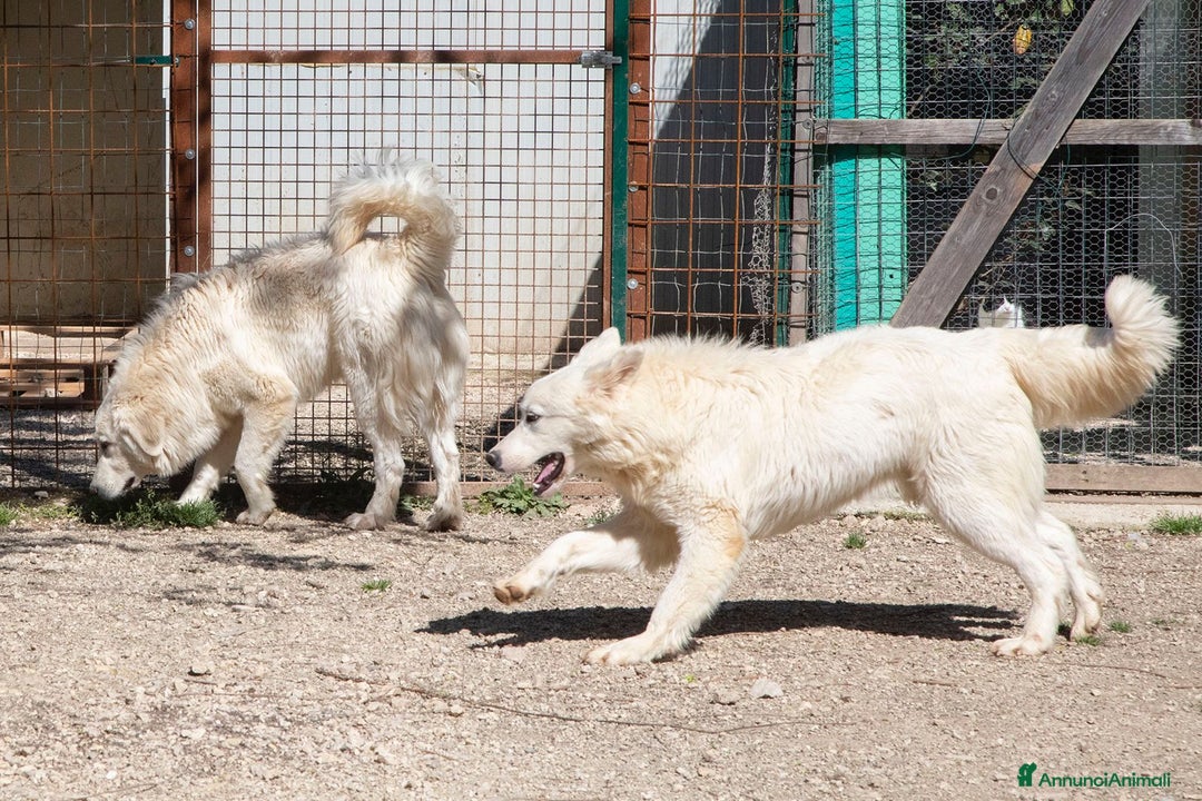 Meticcio cani in regalo: IL TENERISSIMO LUCKY a Provincia di Brescia - Annuncio 4